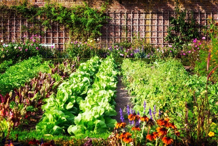 Pourquoi opter pour la permaculture pour votre jardin ?